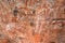 Aboriginal art. Anbangbang gallery. Paintings on a rock wall made with ochre. Sacred site. Meaning: kangaroo and man. Kakadu
