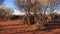 Aboriginal hut Australian Aboriginals temporary shelter in central Australia