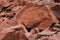 Aboriginal Petroglyphs of a Kangaroo on rock in Burrup Peninsula near Dampier Western Australia