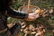 Above angle of young unrecognizable man hand holding boletus