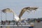 Above the beach there is a seagull in flight