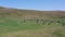 Above drone view of cows walking on grazing in springtime