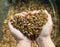 From above of female hands stable worker carrying diet muesli with herbs and grains for horse feeding indoors