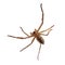 Above Huntsman Spider  white background with clipping path