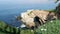 From above sea cave in La Jolla Cove. Lush foliage and sandstone grotto. Rock in pacific ocean lagoon, waves near steep