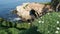 From above sea cave in La Jolla Cove. Lush foliage and sandstone grotto. Rock in pacific ocean lagoon, waves near steep cliff.