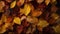 From above shot of dry autumn leaves. Generative AI
