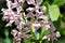 Above the Vanda Burgeffii flowers on the tree