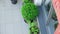 Above view at balcony with plants