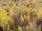 Above view of colorful dense forest in autumn