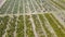 Above view of coniferous trees plantation planted in rows in daytime. Aerial view with drone of growing in rows spruces