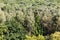 above view of green dense forest on sunny day