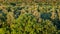 Above view of oak tree in forest in summer evening