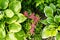 Above view of pink and red Astilbe flowers and green leafs of hosta