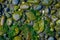 Above view of selective focus of lagae in the stones left behind during low tide in the lake in Vilupulli in Chiloe