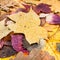 above view of various pied autumn leaves