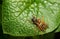 From above view of wasp on leaf