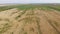 Above of wheat field affected by weeds, Farmland. Harvest time. Agroindustry theme. Drone 4k, zoom in with tilt-up