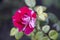 Abracadabra rose flower