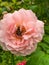 Abraham Darby Rose with bee