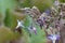 Abraham-Isaac-Jacob Trachystemon orientalis, close-up of drooping violet-blue flowers