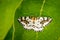 Abraxas grossulariata butterfly on a large leaf