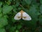 Abraxas pantaria moth.