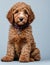 abricot Labradoodle dog puppy portrait,generative ai