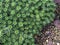 Abromeitiella brevifolia Griseb. A.Castell. or Deuterocohnia brevifolia Griseb. M.A.Spencer