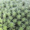 Abromeitiella chlorantha is low densely caespitose perennial cushion forming sub-succulent herb