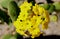 Abronia latifolia, yellow sand-verbena