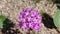 Abronia Villosa Bloom - Anza Borrego Desert - 030922