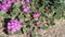 Abronia Villosa Bloom - Borrego Valley Desert - 111522