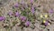 ABRONIA VILLOSA BLOOM - JOSHUA TREE - NP 050820 - V B