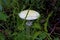 Abrupt-bulbed Amanita    807372