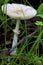 Abrupt-bulbed Amanita      807375