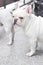 Absent-minded French bulldog or white French bulldog