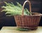 Absinth wormwood plant blossoms in a basket on wooden table on rustic background