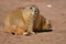 Absolutely Adorable Prairie Dog with a Friend