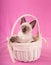 Absolutely adorable Siamese kitten in an off white basket