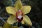 Absolutely Green and Red Perfect Orchid Flowering