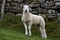 Absolutely Precious White Swaledale Lamb in the Dales