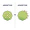 Absorption vs adsorption differences on molecular surface outline diagram