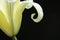 Abstact lily petal