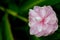 Abstract above view of flower of Alpine purpurata â€˜Eileen Macdonaldâ€™ pink color.