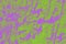 Abstract acid green and purple background for design