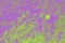 Abstract acid green and purple background for design