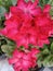 Abstract Adenium blooming, pink and red. Many beautiful flowers in a pot.