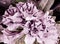 Abstract Adenium blossoming light purple on the plant, beautiful, bright, sweet, light black background.