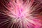 Abstract albizia flower